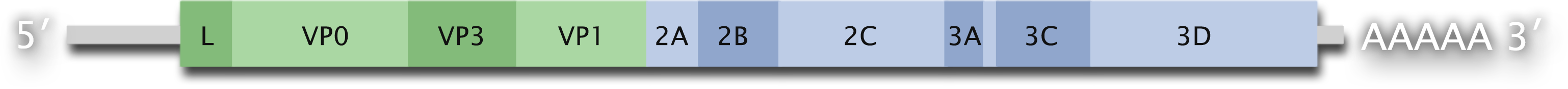 A segmented bar colored light and dark shades of green on the left side and light and dark blue on the right. The left end is labeled 5 prime and the right end is labeled with 5 letter A's and 3 prime. Each segment is labeled.