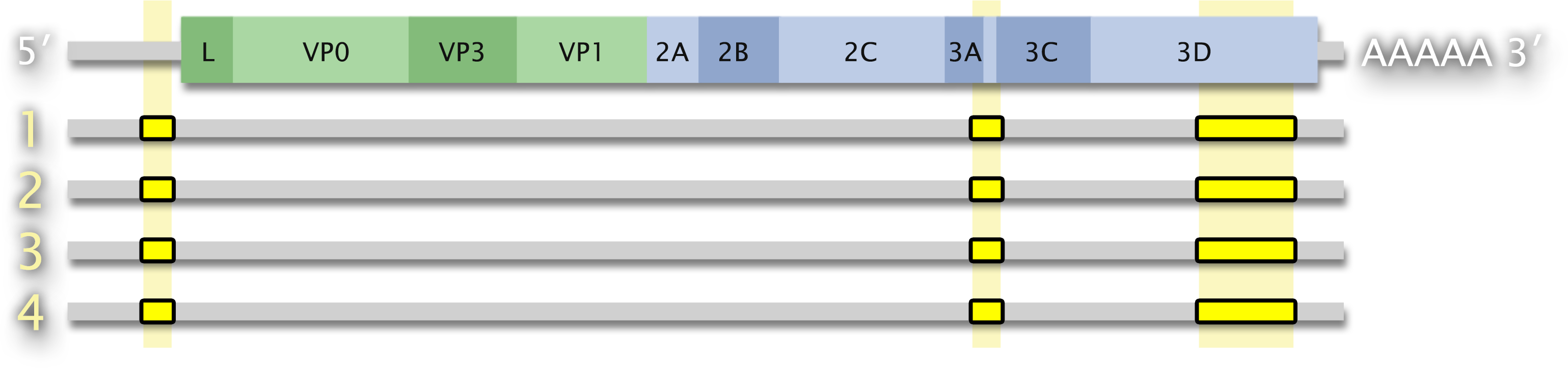 A generalized genome map showing conserved regions shared by a family of four viruses.