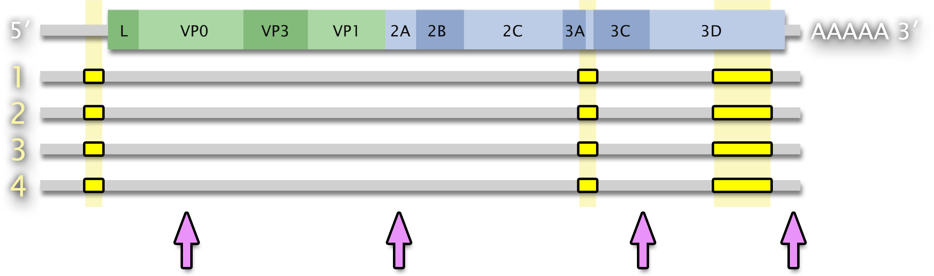 A genome map of conserved regions in a family of four viruses. Pink arrows mark variable regions.