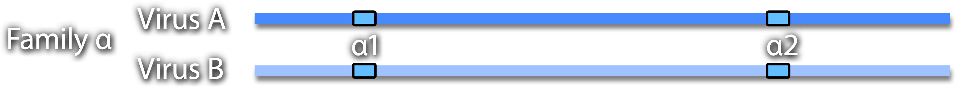 Genome maps of Virus A and Virus B from Family alpha with conserved regions alpha 1 and alpha 2 marked.