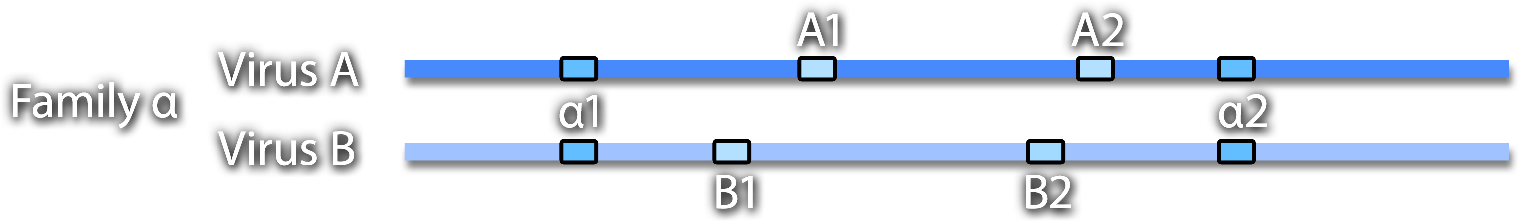 Genome maps of Virus A and Virus B from Family alpha with conserved regions alpha 1 and alpha 2 and variable regions A-1, A-2, B-1, and B-2 marked.