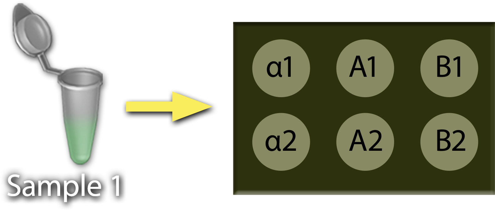 An open tube marked Sample 1 with an arrow that points to a 6-spot Virochip with spots marked alpha 1, alpha 2, A-1, A-2, B-1, and B-2.