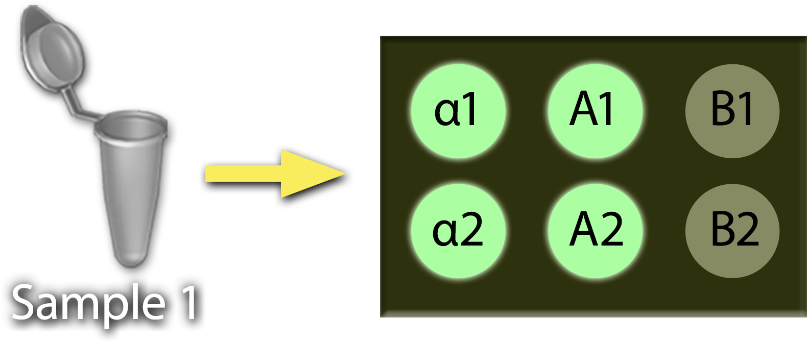 An open tube marked Sample 1 with an arrow that points to a 6-spot Virochip with bright green spots marked alpha 1, alpha 2, A-1, and A-2, and khaki spots labeled B-1 and B-2. 