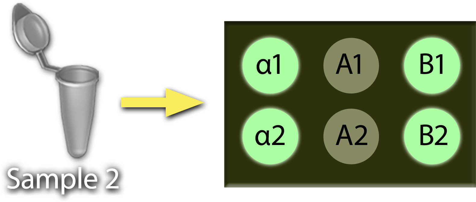 An open tube marked Sample 2 with an arrow that points to a 6-spot Virochip with bright green spots marked alpha 1, alpha 2, B-1 and B-2, and khaki spots labeled A-1 and A-2. 