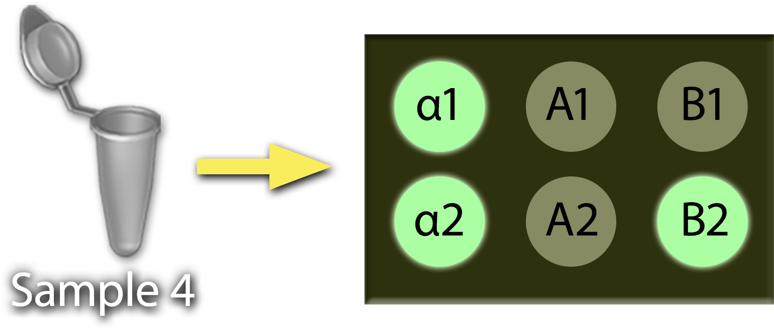 An open tube marked Sample 4 with an arrow that points to a 6-spot Virochip with bright green spots marked alpha 1, alpha 2, and B-2, and khaki spots labeled A-1, A-2, and B-1.