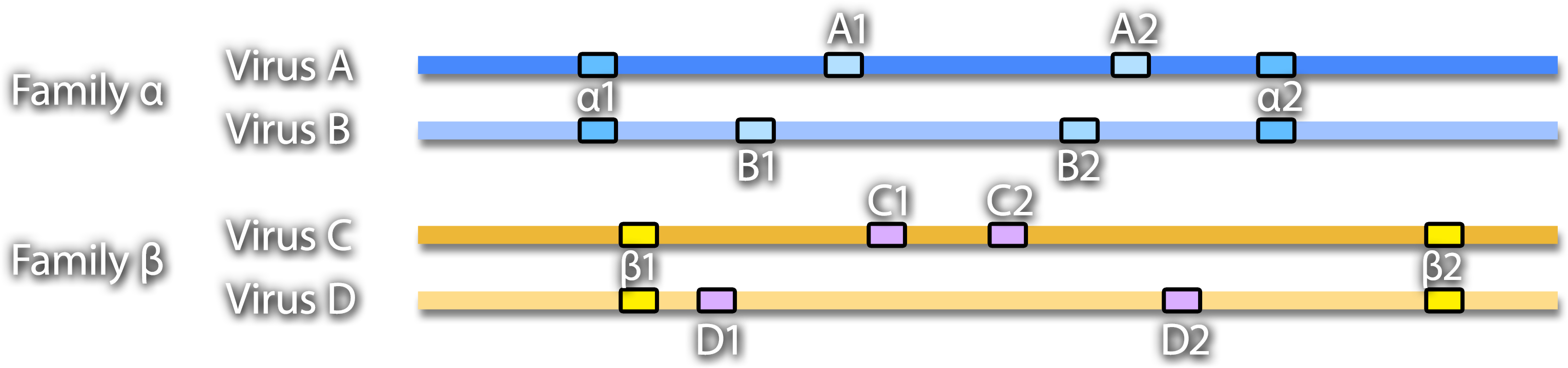 Genome maps of Virus A and Virus B from Family alpha and Virus C and Virus D from Family beta. Conserved regions alpha 1, alpha 2, beta 1, and beta 2 and variable regions A-1, A-2, B-1, B-2, C-1, C-2, D-1, and D-2 are marked.