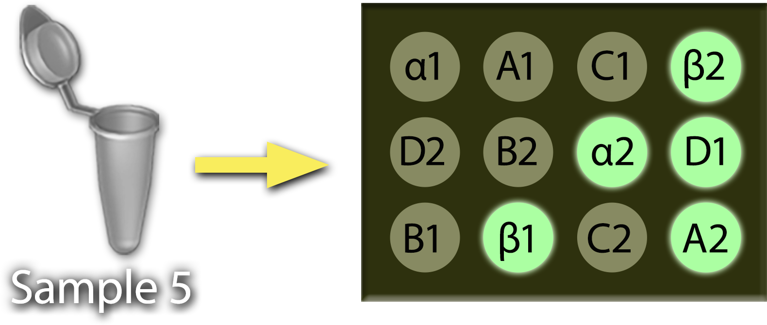 An open tube marked Sample 5 with an arrow that points to a 12-spot Virochip with bright green spots marked alpha 2, beta 1, beta 2, A-2, and D-1 and khaki spots labeled alpha 1, A-1, C-1, D-2, B-2, and B-1.