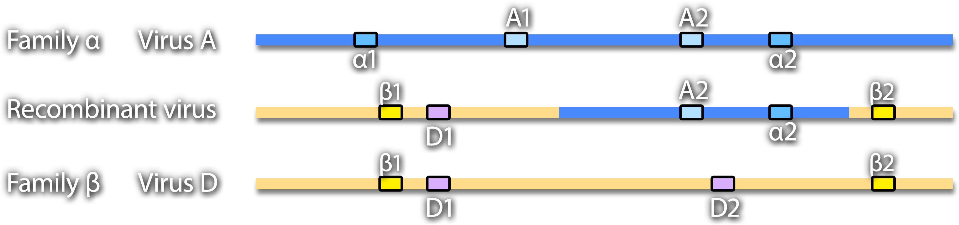 Genome maps of Virus A from Family alpha, a recombinant virus, and Virus D from Family beta. Conserved regions alpha 1, alpha 2, beta 1, and beta 2 and variable regions D-1 and D-2 are marked.