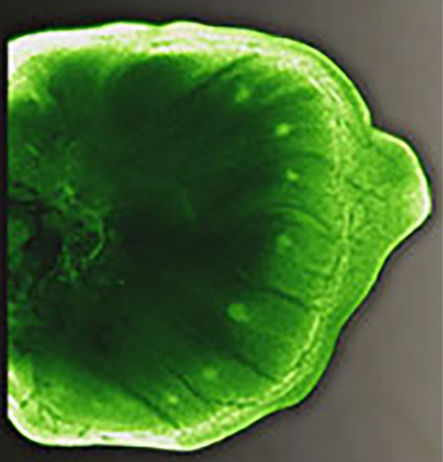 A dark green wing of a developing butterfly larva with seven light green spots visible on the right side and light green band around the margin.