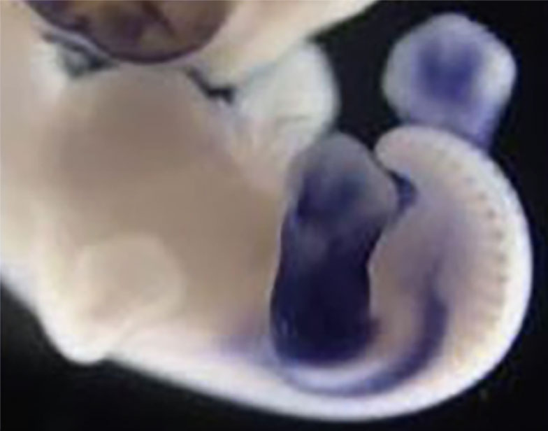 A pale-colored irregular mass that is the body of a chick embryo with four developing limbs and visible vertebrate. Both hindlimbs are stained purple.