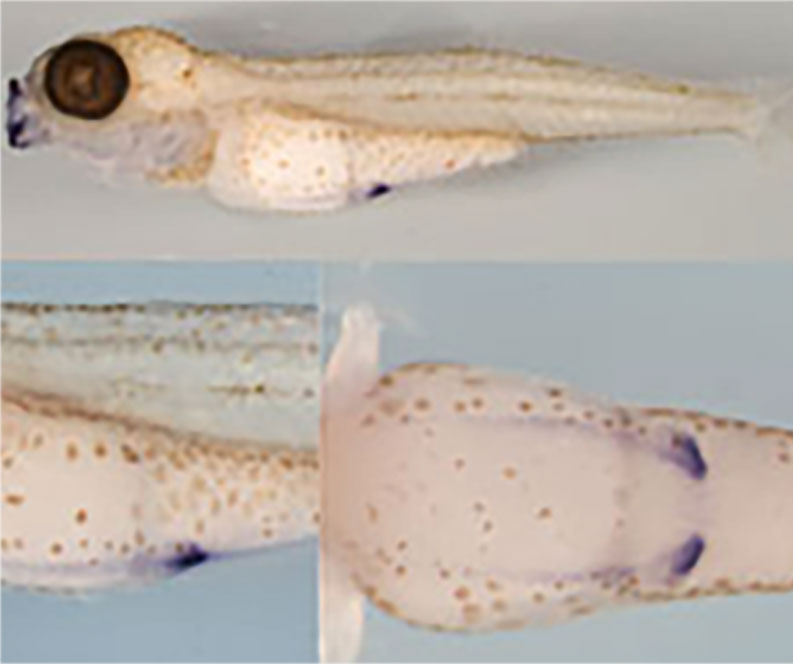 A pale elongated mass that is a stickleback embryo has two small purple stained areas on the underside.