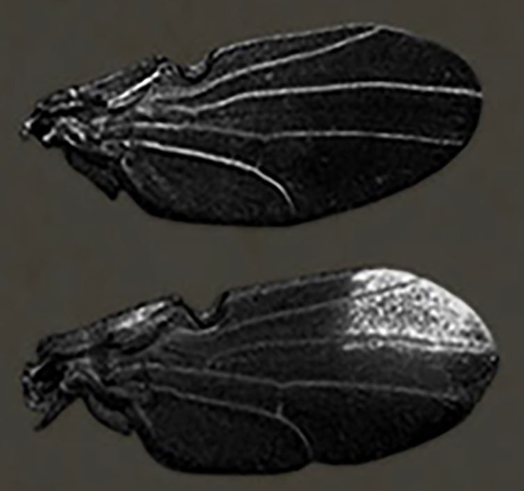 Dark-colored wings from two species of drosophila. The bottom wing has a white area in the upper tip, the top wing does not.