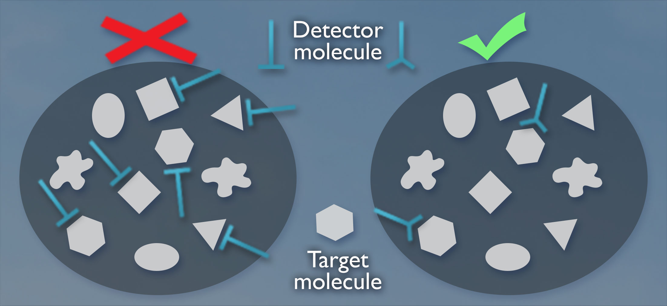 Two cells each contain the same 10 shapes. A hexagon is labeled target molecule. A blue T and Y are labeled detector molecules. In the left cell, the top of the Ts bind to the flat surfaces of squares, triangles, and hexagons, but not ovals or blobs. In the right cell, the mouth of the Ys only bind to the matching angles of two sides of the hexagons.