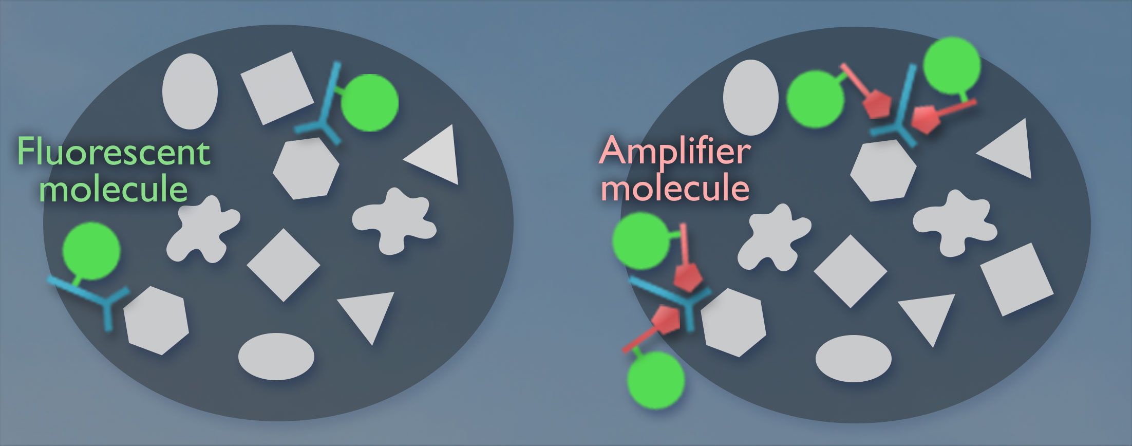 Two cells each contain the same 10 shapes. One contains two fluorescent molecules, each attached to a detector molecule and the other contains two pairs of amplifier molecules, each attached to a detector molecule.