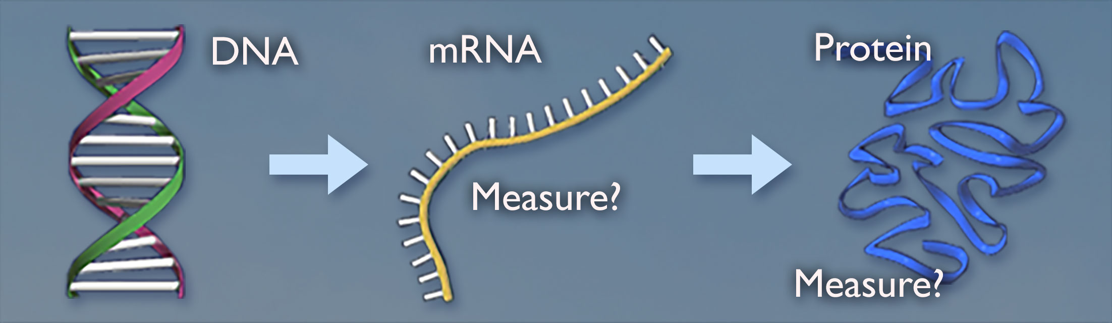 An arrow points from D-N-A to m-R-N-A which has measure with a question mark next to it and an arrow pointing to a blue pile of ribbon labeled protein which also has measure with a question mark.