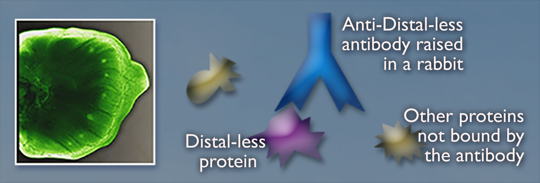 A dark green wing of a developing butterfly larva on the left; a blue Y shape on the right is labeled anti-distal-less antibody raised in a rabbit. A purple shape on one side of the blue Y is labeled distal-less protein and a brown shape on the other side of the Y is labeled other proteins not bound by the antibody.