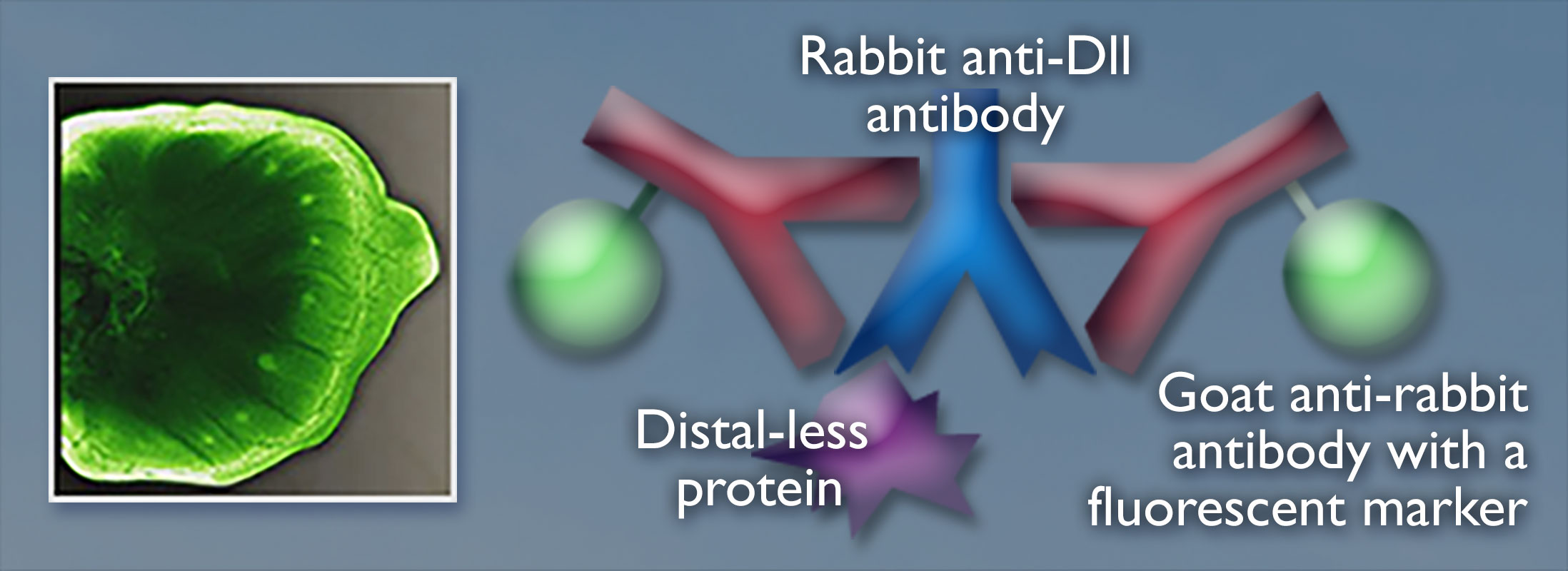 A dark green wing of a developing butterfly larva on the left; on the right is a blue Y shape labeled Rabbit anti-D-L-L antibody has two red Y shapes with attached green spheres on either side. A purple shape on the left of the Y is labeled Distal-less protein. The red Y on the right is labeled Goat anti-rabbit antibody with a fluorescent marker.