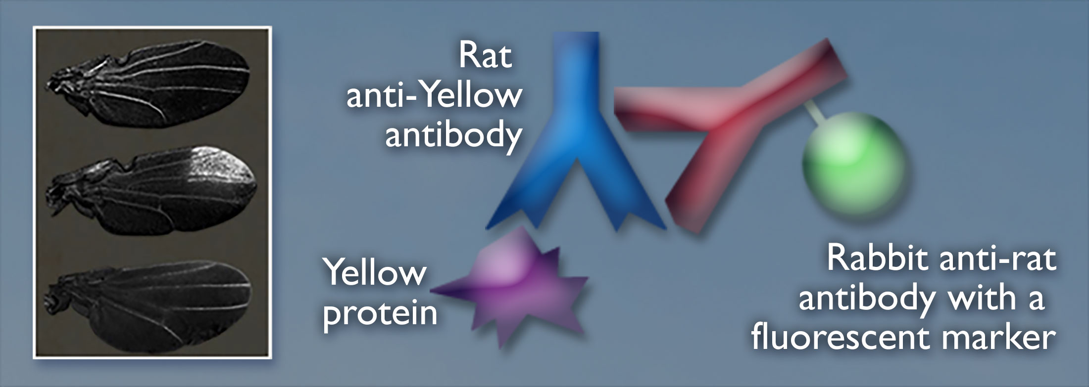 Dark-colored wings from three species of drosophila on the left; on the right is a blue Y shape labeled rat anti-yellow antibody and the red Y shape with attached green sphere on the right side is labeled rabbit anti-rat antibody with a fluorescent marker. A purple shape underneath is labeled yellow protein.