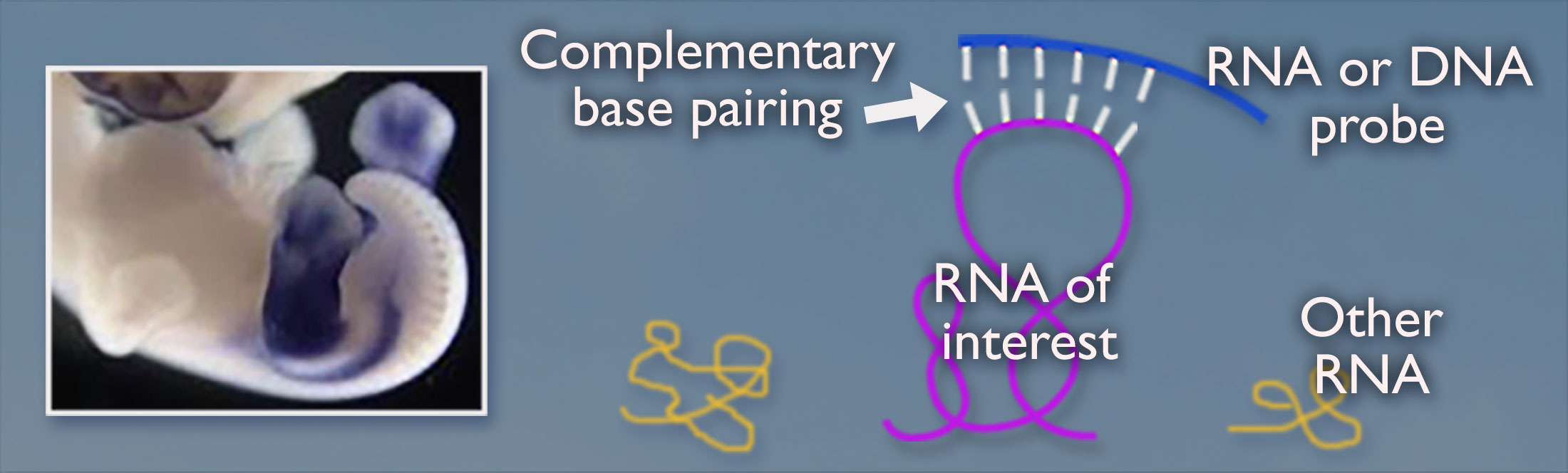 Chick embryo on the left; the right shows a blue strand labeled R-N-A or D-N-A probe over a purple ribbon labeled R-N-A of interest. An arrow labeled complementary base pairing points to the connection between the probe and R-N-A of interest. Yellow strands not connected are labeled other R-N-A.