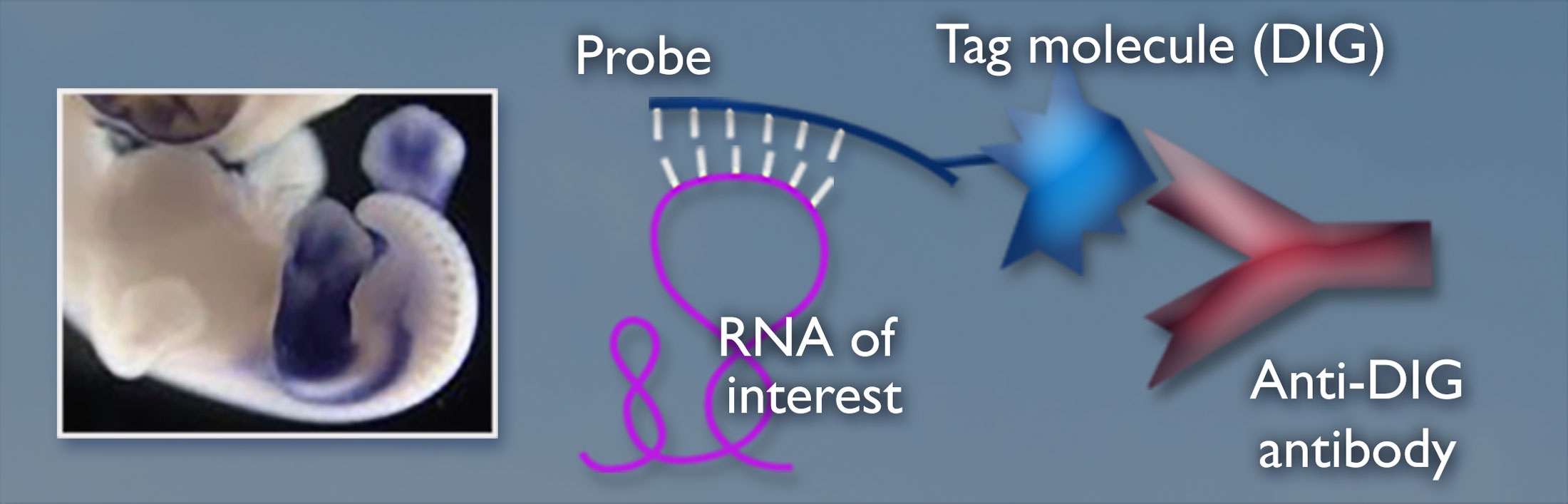 Chick embryo on the left; the right shows a blue strand labeled Probe over a purple ribbon labeled R-N-A of interest. To the right of the probe is a blue shape labeled tag molecule (DIG) and a red Y shape next to it labeled Anti-DIG antibody.