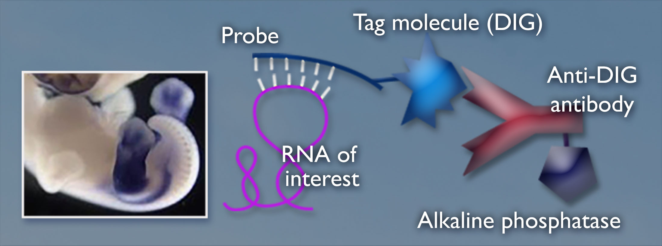 Chick embryo on the left; the right shows a strand labeled Probe over a purple mass of ribbon labeled R-N-A of interest. Connected to the right of the probe is a blue shape labeled tag molecule (DIG) and a red Y shape next to it labeled Anti-DIG antibody. A pentagon labeled Alkaline phosphatase is connected to the anti-DIG antibody.