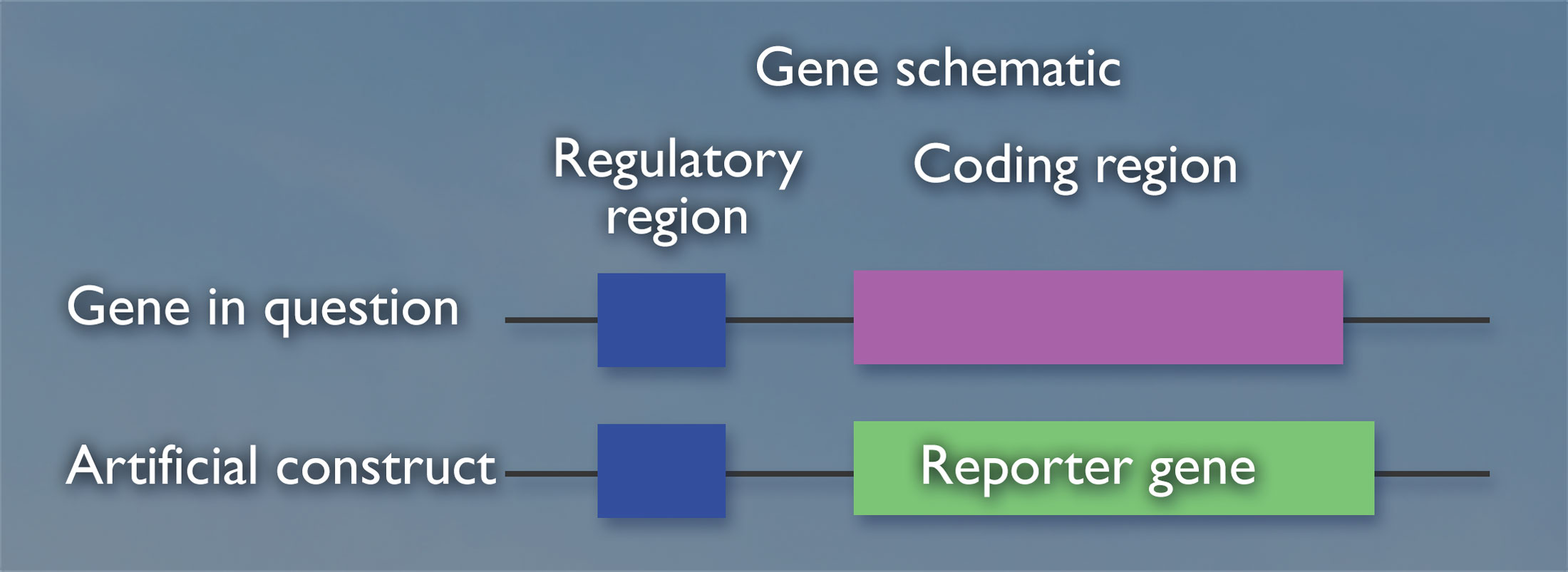 A gene schematic of the regulatory region and coding region of a gene in question and an artificial construct created by fusing the regulatory region of the gene in question and the reporter gene.