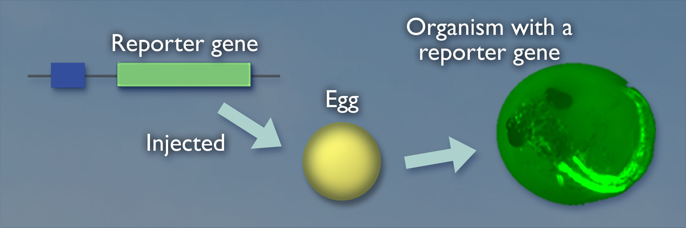 An arrow labeled injected, points from the construct DNA containing the reporter gene to a sphere labeled egg which has an arrow pointing to a larger green circle labeled organism with a reporter gene.