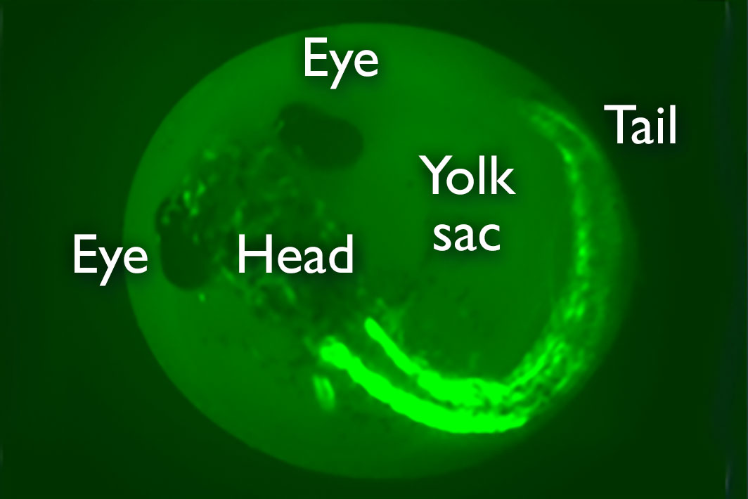 Green circular shaped stickleback embryo has various parts labeled; yolk sac, head, and tail. From the midsection to the end of the tail is fluorescent green.