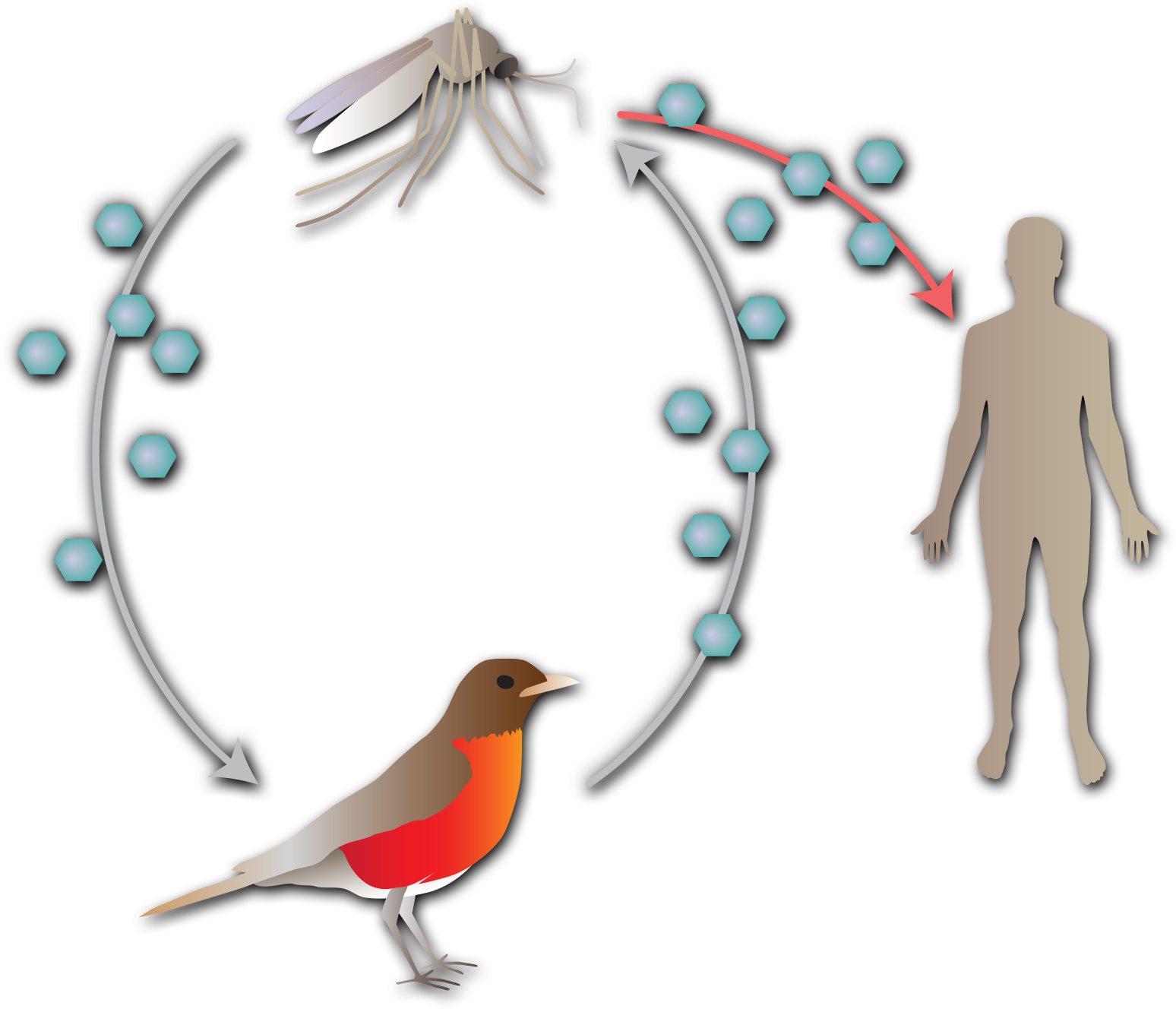 Circle flow chart of a mosquito with an arrow pointing to a bird with an arrow point back to the mosquito. A red arrow points from the mosquito to a human. Small hexagons scattered around the arrows represent the spreading of a virus.