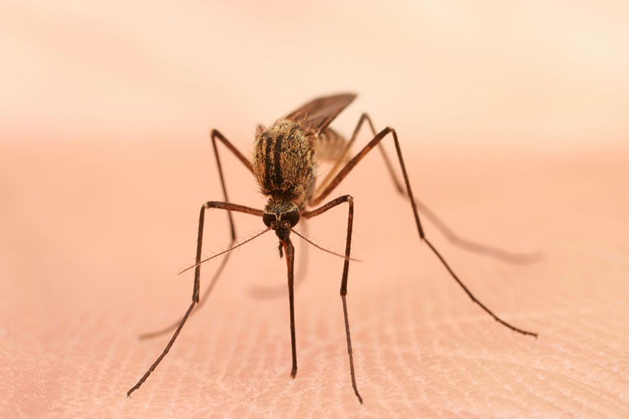 A mosquito feeding on a human.