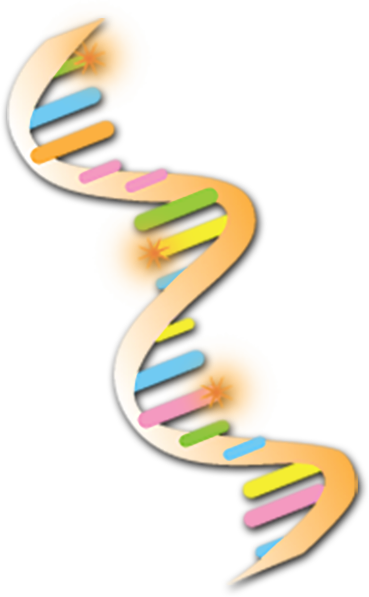 A strand of D-N-A with 3 nucleotides marked with asterisks.