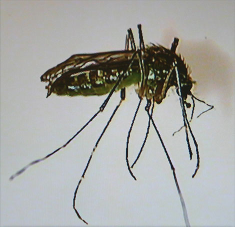 C tarsalis mosquito.