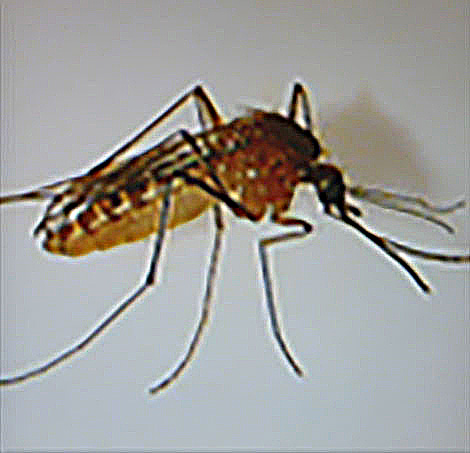 C. pipiens mosquito.
