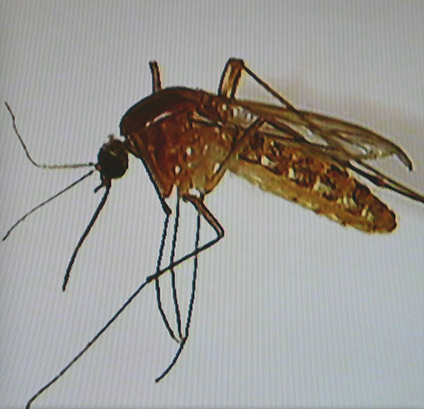 C. quinquefasciatus mosquito.