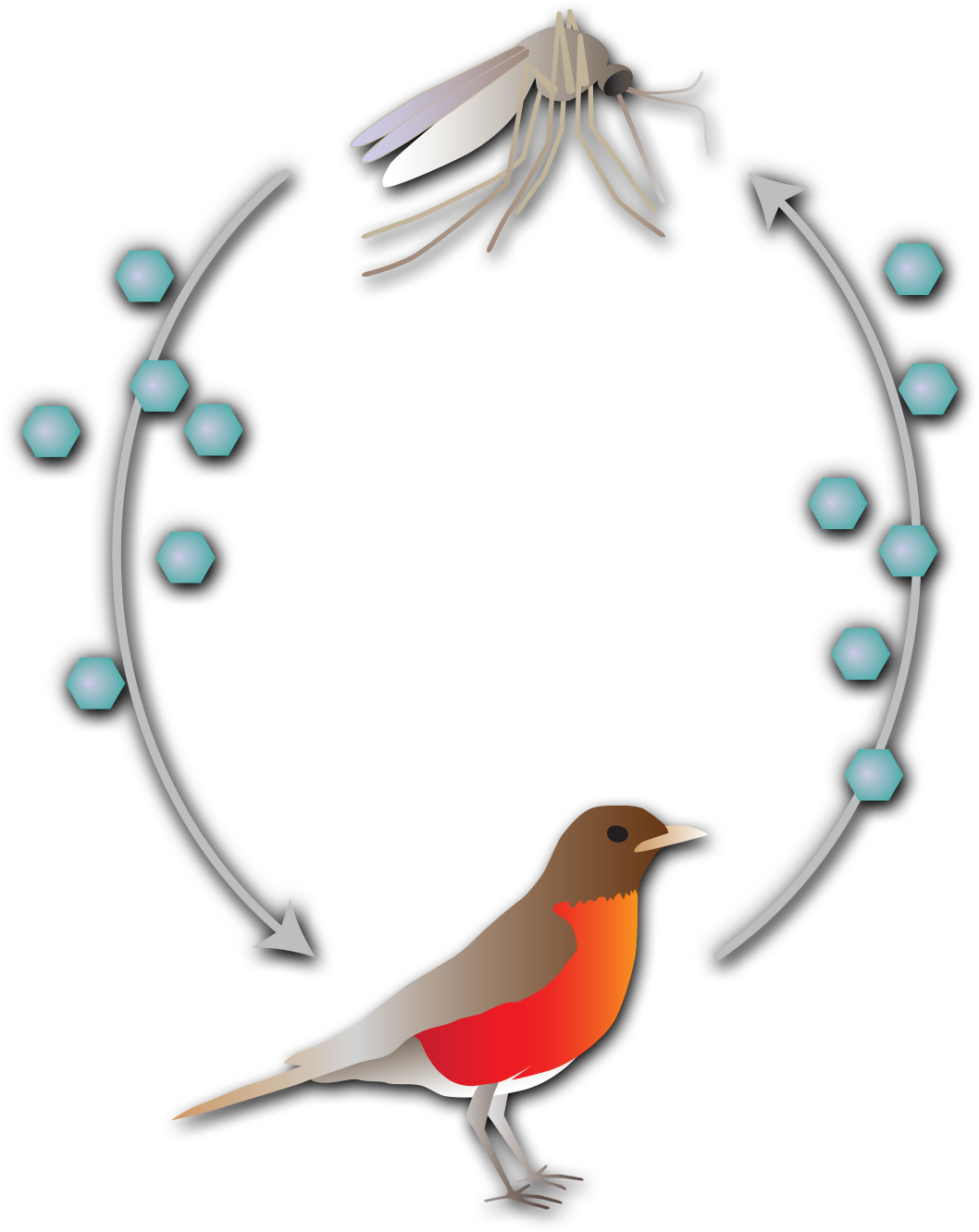 Circle flow chart of a mosquito with an arrow pointing to a bird with an arrow point back to the mosquito. Small hexagons scattered around the arrows represent the spreading of a virus.