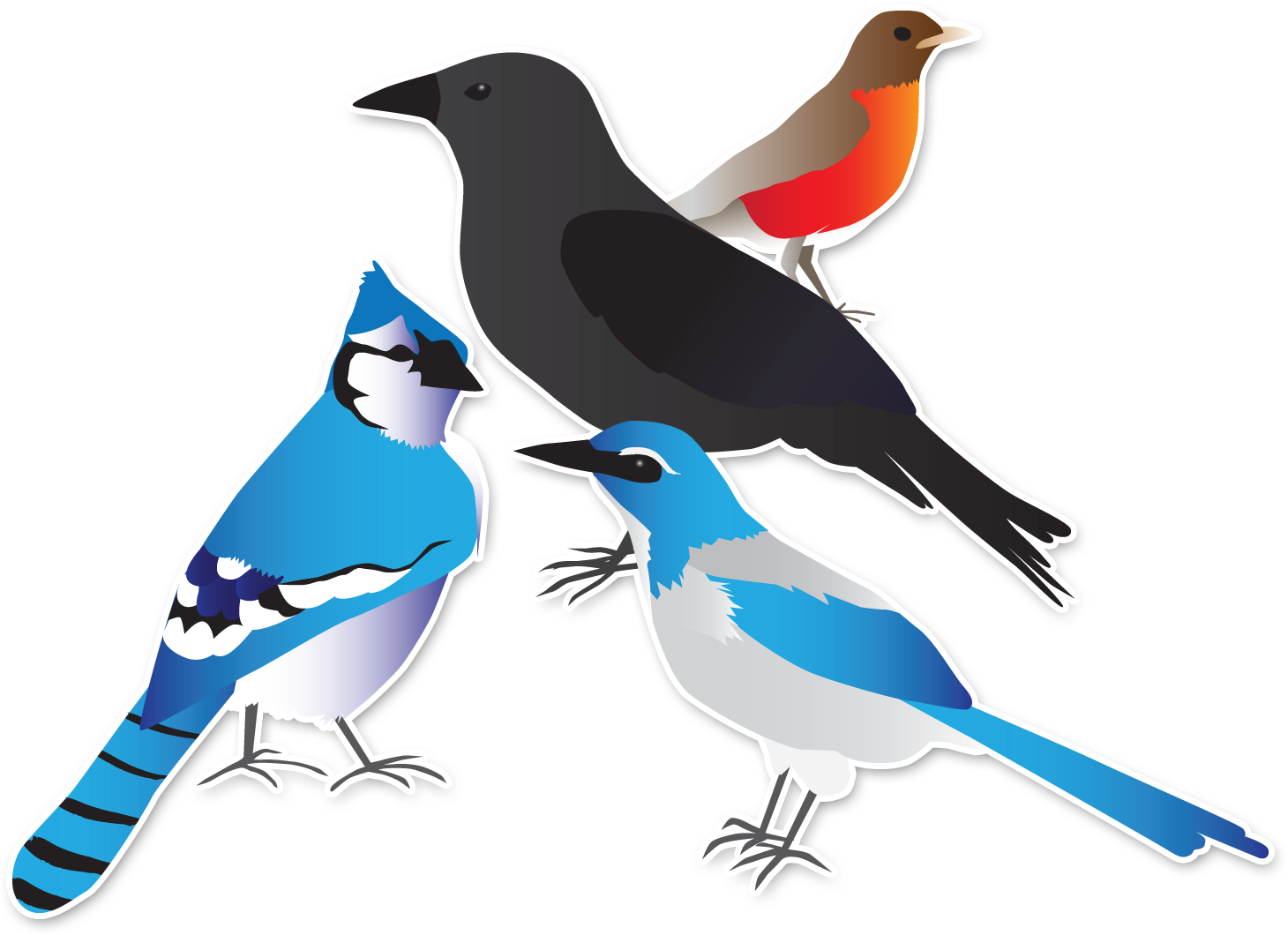 An illustration of four different types of birds.