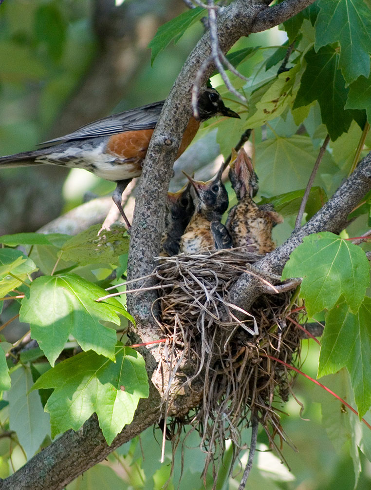 A bird nesting in a tree.