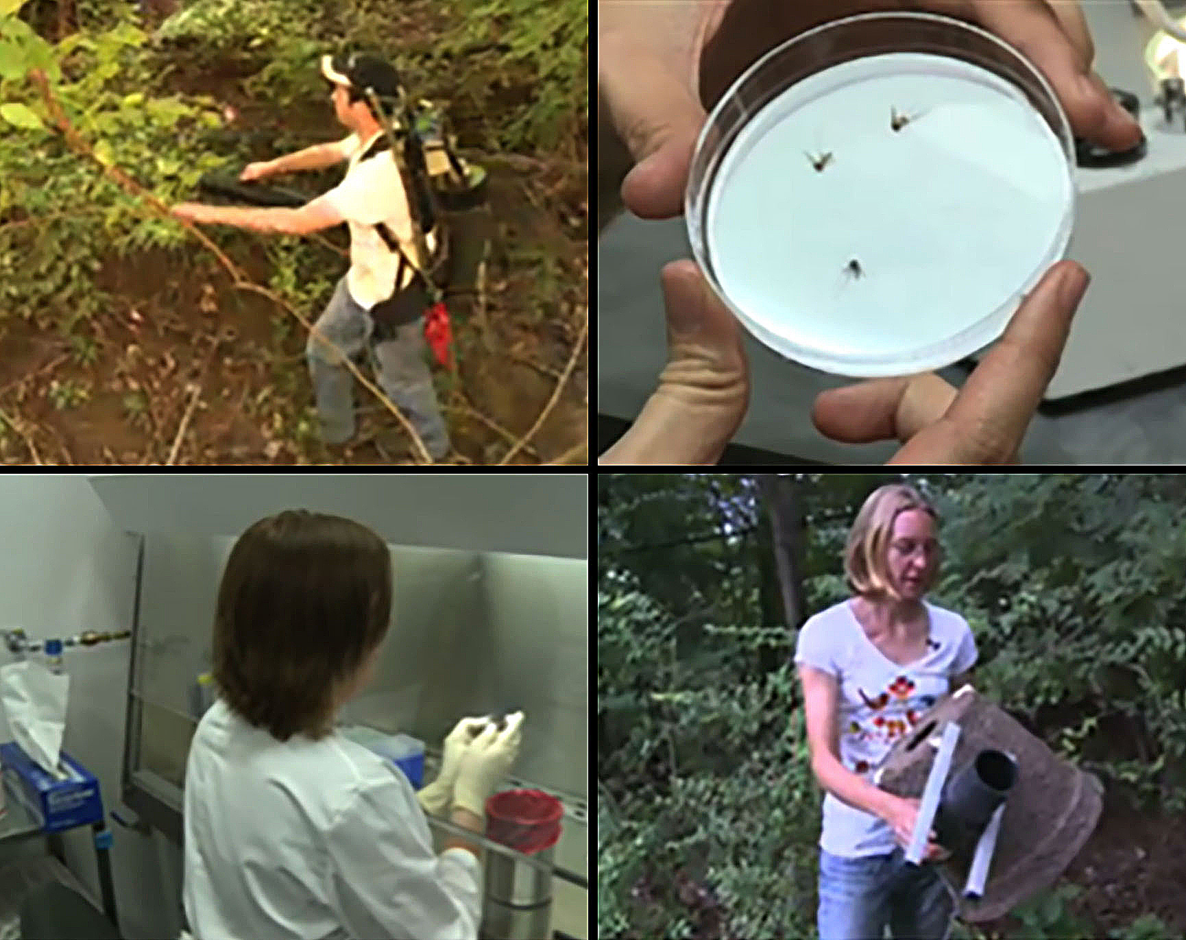 A four-part image of a person spraying insecticide, mosquitoes in a petri dish, a scientist in a lab, and a woman placing a mosquito trap.