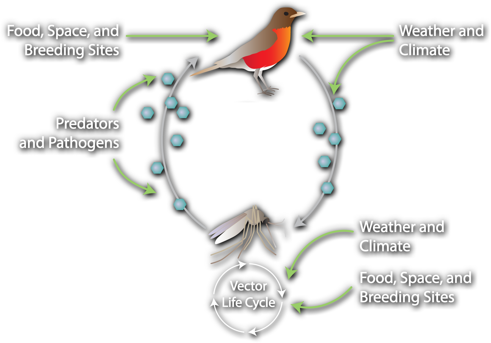 An illustration of a bird and a mosquito with clockwise arrows and hexagons leading from the bird to the mosquito and vice versa. A green arrow labeled Food, Space, and Breeding Sites points to the bird. Green arrows labeled Weather and Climate point to the bird and the arrow leading to the mosquito. Four arrows forming a circle labeled Vector Life Cycle appear below the mosquito. A green arrow labeled Weather and Climate and a second green arrow labeled Food, Space, and Breeding Sites both point to the vector life cycle.Green arrows labeled Predators and Pathogens point to the arrow leading to the bird.