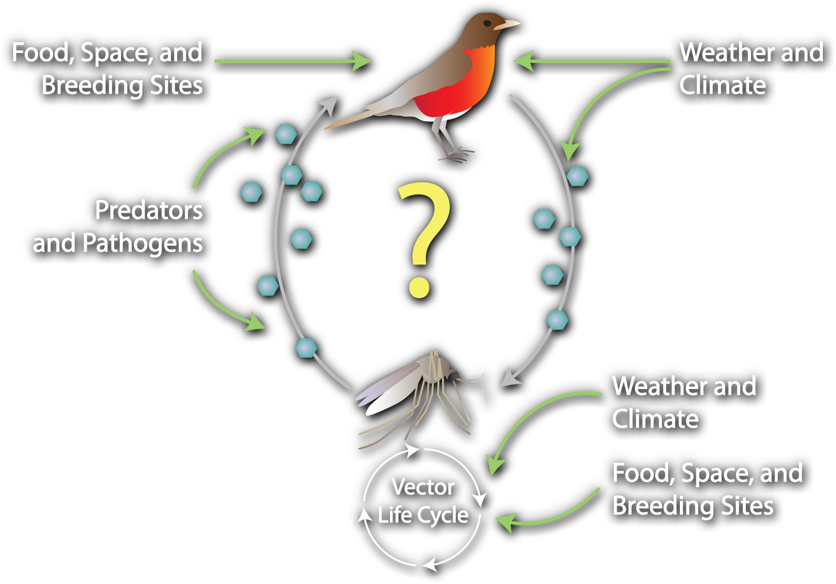 An illustration of a bird and a mosquito with clockwise arrows and hexagons leading from the bird to the mosquito and vice versa with a question mark in the middle. A green arrow labeled Food, Space, and Breeding Sites points to the bird. Green arrows labeled Weather and Climate point to the bird and the arrow leading to the mosquito. Four arrows forming a circle labeled Vector Life Cycle appear below the mosquito. A green arrow labeled Weather and Climate and a second green arrow labeled Food, Space, and Breeding Sites both point to the vector life cycle.Green arrows labeled Predators and Pathogens point to the arrow leading to the bird.