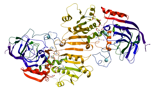 Many different colored and shaped helices and sheets connected with amino acids to form an example protein.