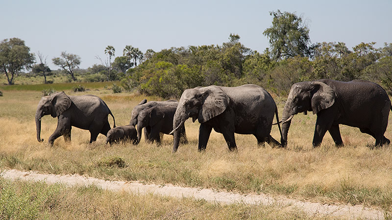 5 elephants walking across dry savanna grassland
