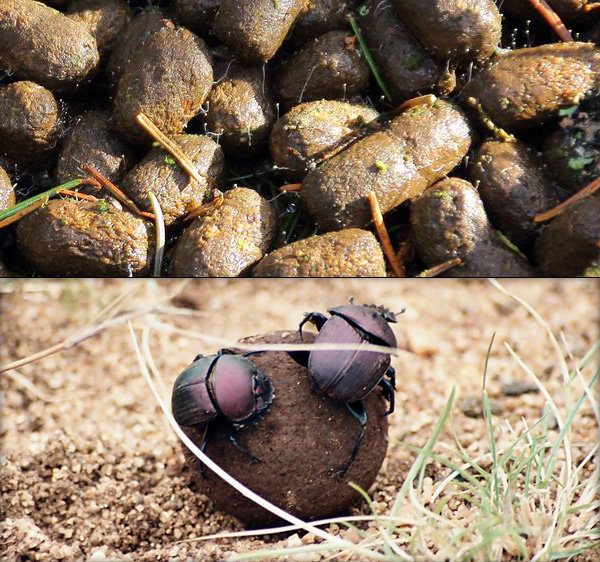 Two photographs showing dung and dung beetles on a piece of dung.