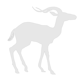 Illustration of an impala.