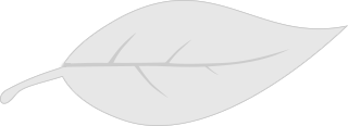 Illustration of a leaf.
