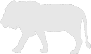 Illustration of a lion.