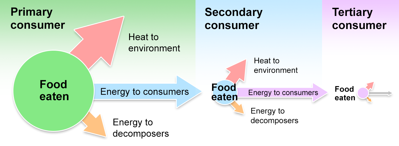 Illustration showing the fate of energy at each trophic level.