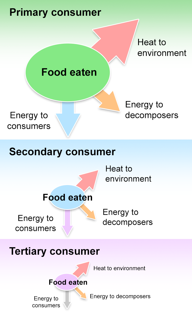 Illustration showing the fate of energy at each trophic level.
