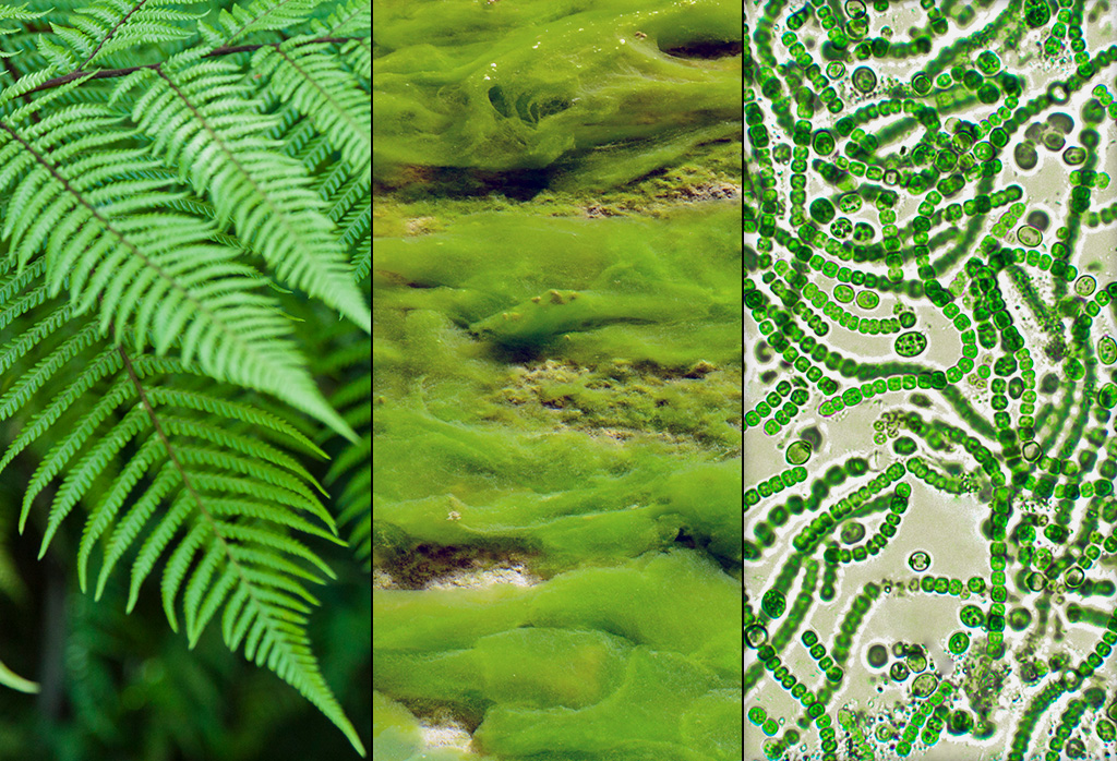 Three panel image showing different types of organisms capable of photosynthesis; a fern, algae floating on the surface of a pond, and a close-up view of cyanobacteria.