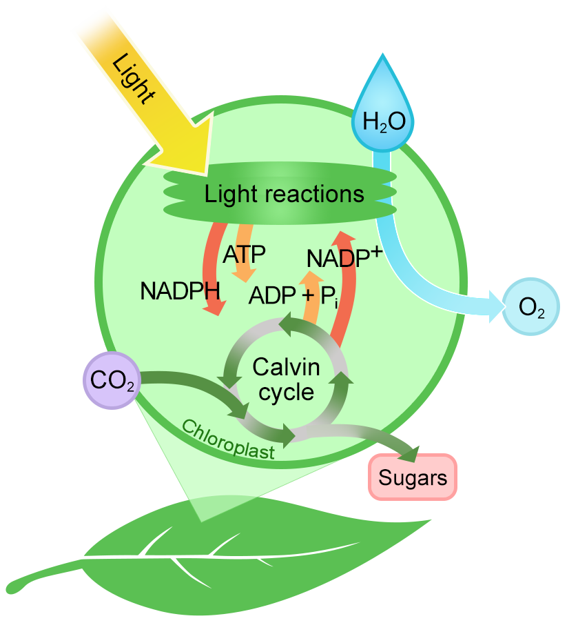 Cartoon illustration of a leaf with an inset view of a chloroplast that provides an overview of photosynthesis.